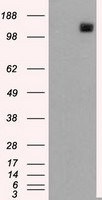 L1CAM Antibody in Western Blot (WB)