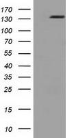 L1CAM Antibody in Western Blot (WB)