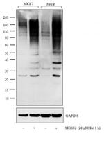 Ubiquitin Antibody in Western Blot (WB)