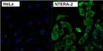 LIN28A Antibody in Immunocytochemistry (ICC/IF)