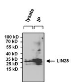 LIN28A Antibody in Immunoprecipitation (IP)