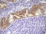 LPIN3 Antibody in Immunohistochemistry (Paraffin) (IHC (P))