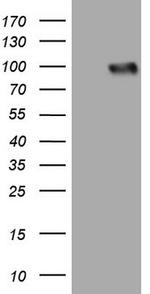 LPIN3 Antibody in Western Blot (WB)