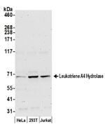 Leukotriene A4 Hydrolase/LTA4H Antibody in Western Blot (WB)