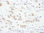 Lamin-A Antibody in Immunohistochemistry (IHC)