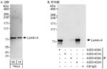 Lamin-A Antibody in Western Blot (WB)