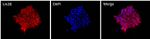 LIN28A Antibody in Immunocytochemistry (ICC/IF)