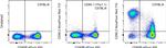 CD90.2 (Thy-1.2) Antibody in Flow Cytometry (Flow)