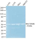 Mouse IgG (H+L) Secondary Antibody in Western Blot (WB)