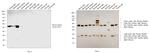 Mouse IgG2a Secondary Antibody in Western Blot (WB)