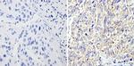 RhoA/RhoB/RhoC Antibody in Immunohistochemistry (Paraffin) (IHC (P))