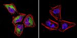 Pan Ras Antibody in Immunocytochemistry (ICC/IF)