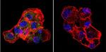 CETP Antibody in Immunocytochemistry (ICC/IF)