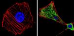 MEK1 Antibody in Immunocytochemistry (ICC/IF)