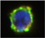 CD203c Antibody in Immunocytochemistry (ICC/IF)