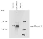 NF-H Antibody in Western Blot (WB)