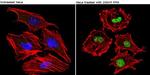 Phospho-CREB/ATF1 (Ser133, Ser63) Antibody in Immunocytochemistry (ICC/IF)