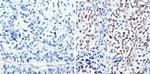 Phospho-CREB/ATF1 (Ser133, Ser63) Antibody in Immunohistochemistry (Paraffin) (IHC (P))