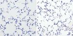 Phospho-CREB/ATF1 (Ser133, Ser63) Antibody in Immunohistochemistry (Paraffin) (IHC (P))