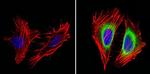 Cyclin B2 Antibody in Immunocytochemistry (ICC/IF)