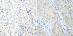 Cyclin B2 Antibody in Immunohistochemistry (Paraffin) (IHC (P))