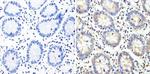 Cyclin B2 Antibody in Immunohistochemistry (Paraffin) (IHC (P))