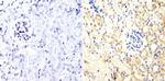 PKC alpha Antibody in Immunohistochemistry (Paraffin) (IHC (P))