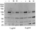 HIF-2 alpha Antibody in Western Blot (WB)