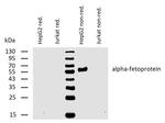 AFP Antibody in Western Blot (WB)