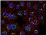 Syk Antibody in Immunocytochemistry (ICC/IF)