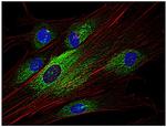 Syk Antibody in Immunocytochemistry (ICC/IF)