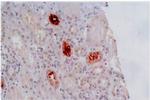 HLA-G Antibody in Immunohistochemistry (Paraffin) (IHC (P))