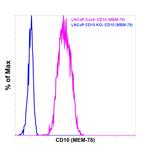 CD10 Antibody