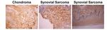 Osteocalcin Antibody in Immunohistochemistry (Paraffin) (IHC (P))