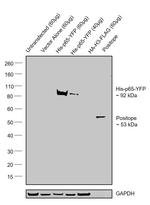 6x-His Tag Antibody in Western Blot (WB)