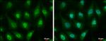 ID3 Antibody in Immunocytochemistry (ICC/IF)