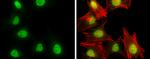 RbAp46/RbAp48 Antibody in Immunocytochemistry (ICC/IF)