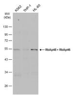 RbAp46/RbAp48 Antibody in Western Blot (WB)