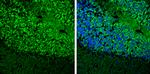 MAP2 Antibody in Immunohistochemistry (Frozen) (IHC (F))