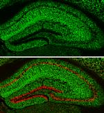 MAP2 Antibody in Immunohistochemistry (Frozen) (IHC (F))