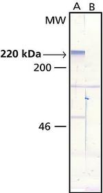 MAP2 Antibody in Western Blot (WB)