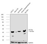 Alpha-Smooth Muscle Actin Antibody in Western Blot (WB)