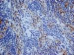 CD13 Antibody in Immunohistochemistry (Frozen) (IHC (F))