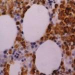 Myeloperoxidase Antibody in Immunohistochemistry (Paraffin) (IHC (P))