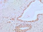 APIP Antibody in Immunohistochemistry (Paraffin) (IHC (P))