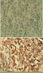 NFkB p50 Antibody in Immunohistochemistry (Paraffin) (IHC (P))