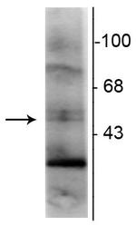 RXRG Antibody in Western Blot (WB)