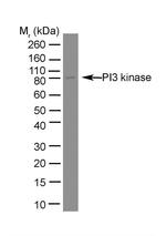 PI3K p85 alpha Antibody in Western Blot (WB)