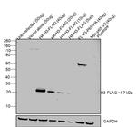 DYKDDDDK Tag Antibody in Western Blot (WB)