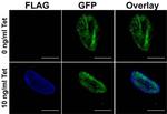 DYKDDDDK Tag Antibody